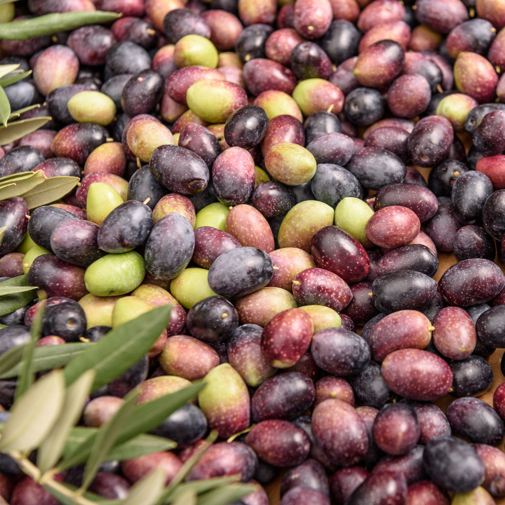 What is the most common olives?
